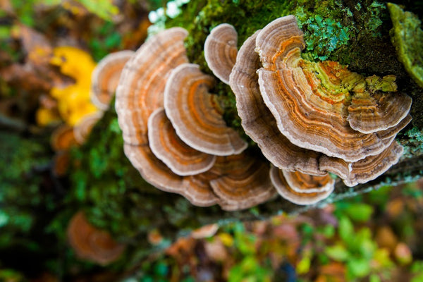 Fungi 101: Turkey Tail Mushroom