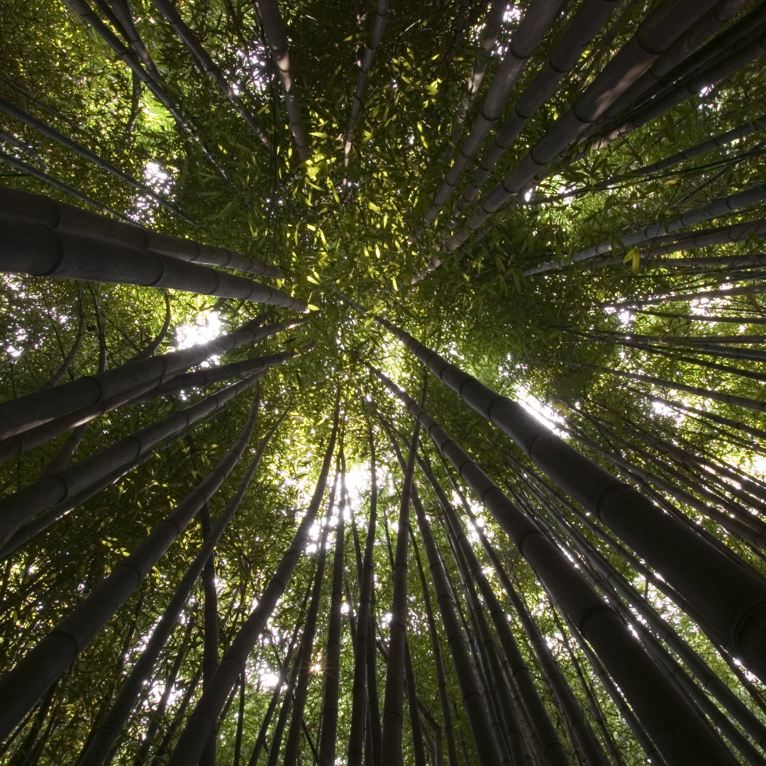 Tree Equity + Environmental Justice – Plant People