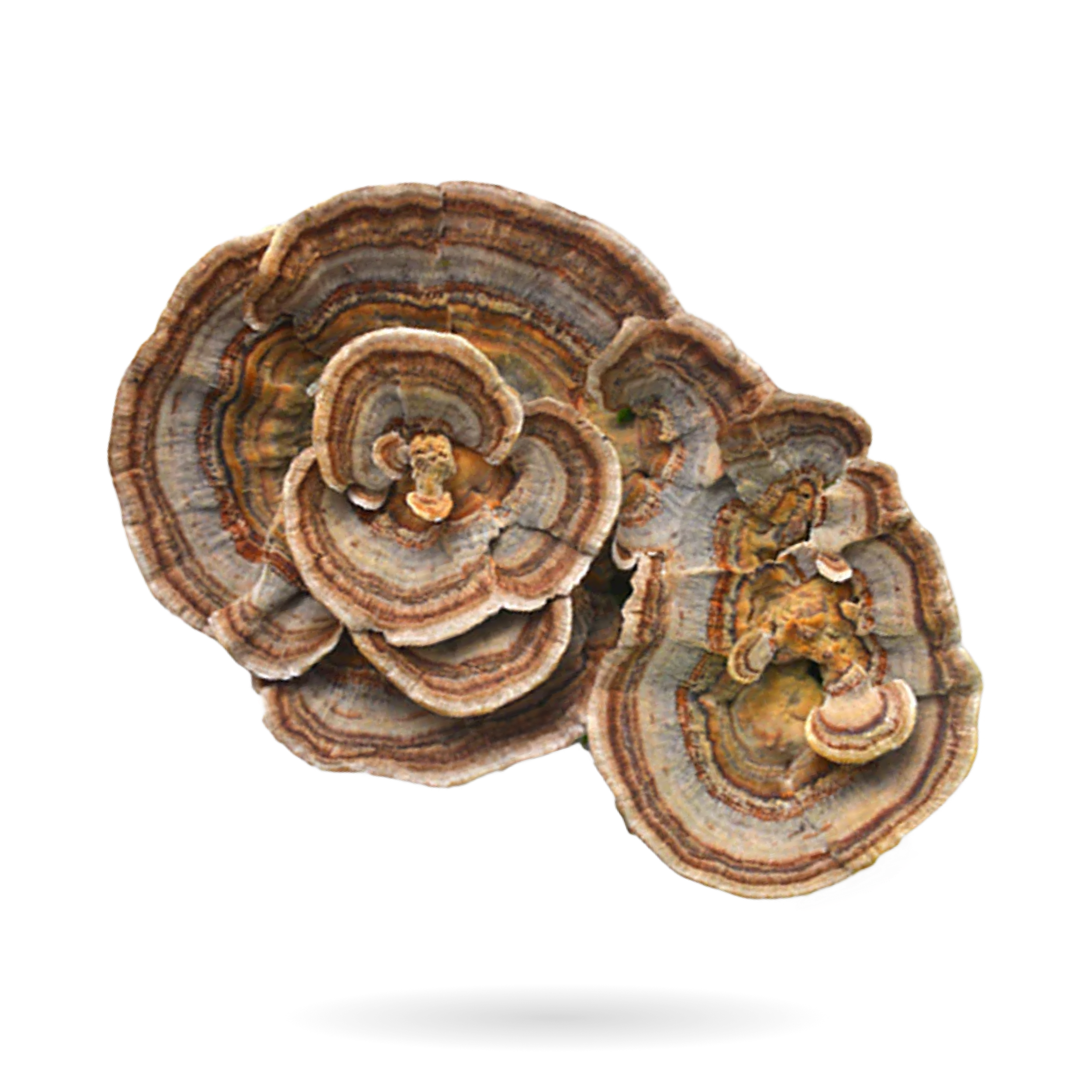 TURKEY TAIL