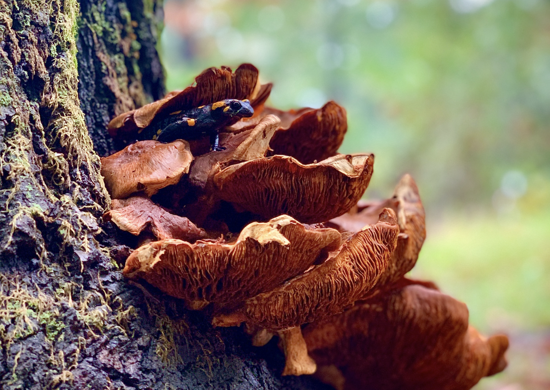 Fungi 101: Reishi Mushroom-Plant People