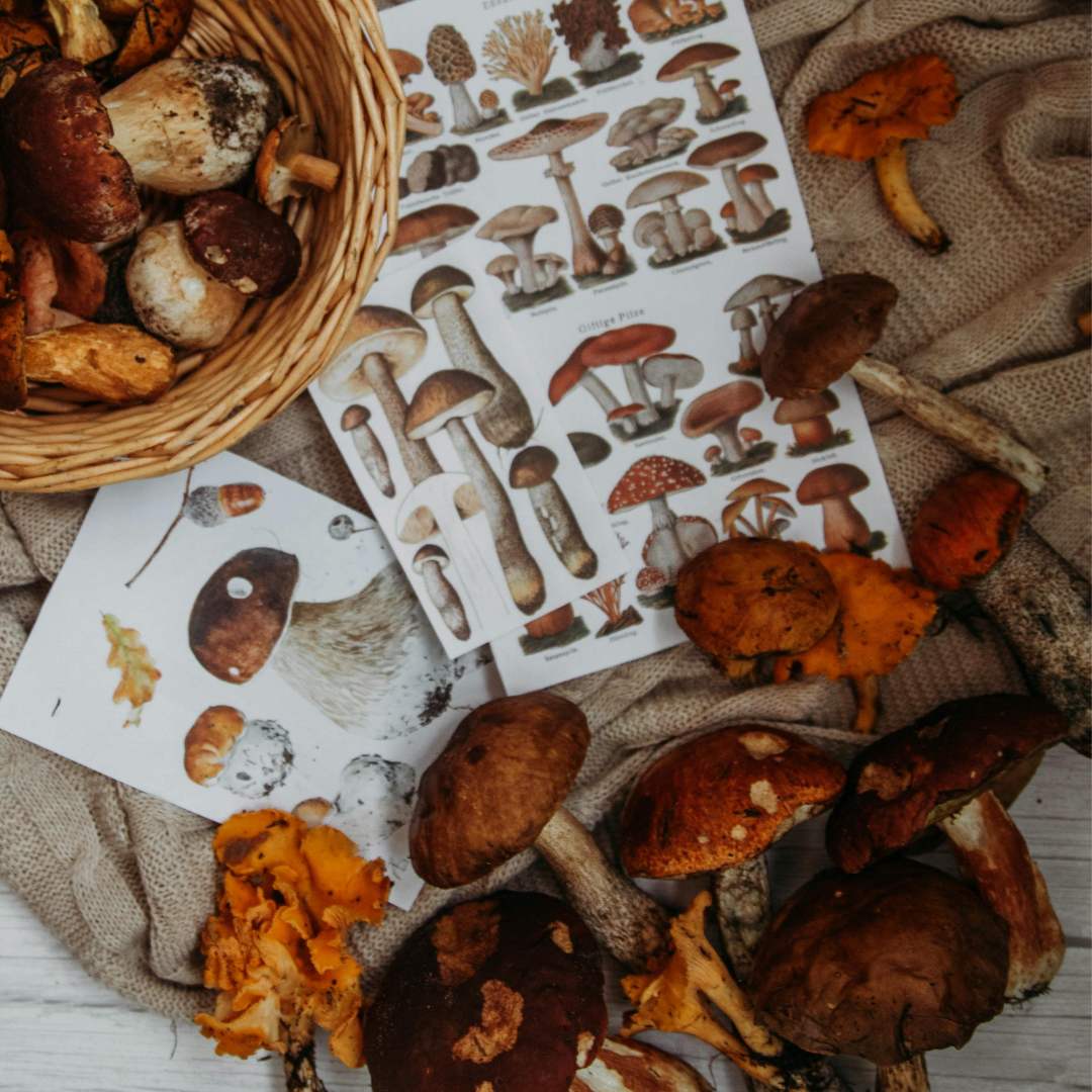 Can You Take Lion'S Mane And Reishi Together? Stacking Mushrooms for Mental Wellness