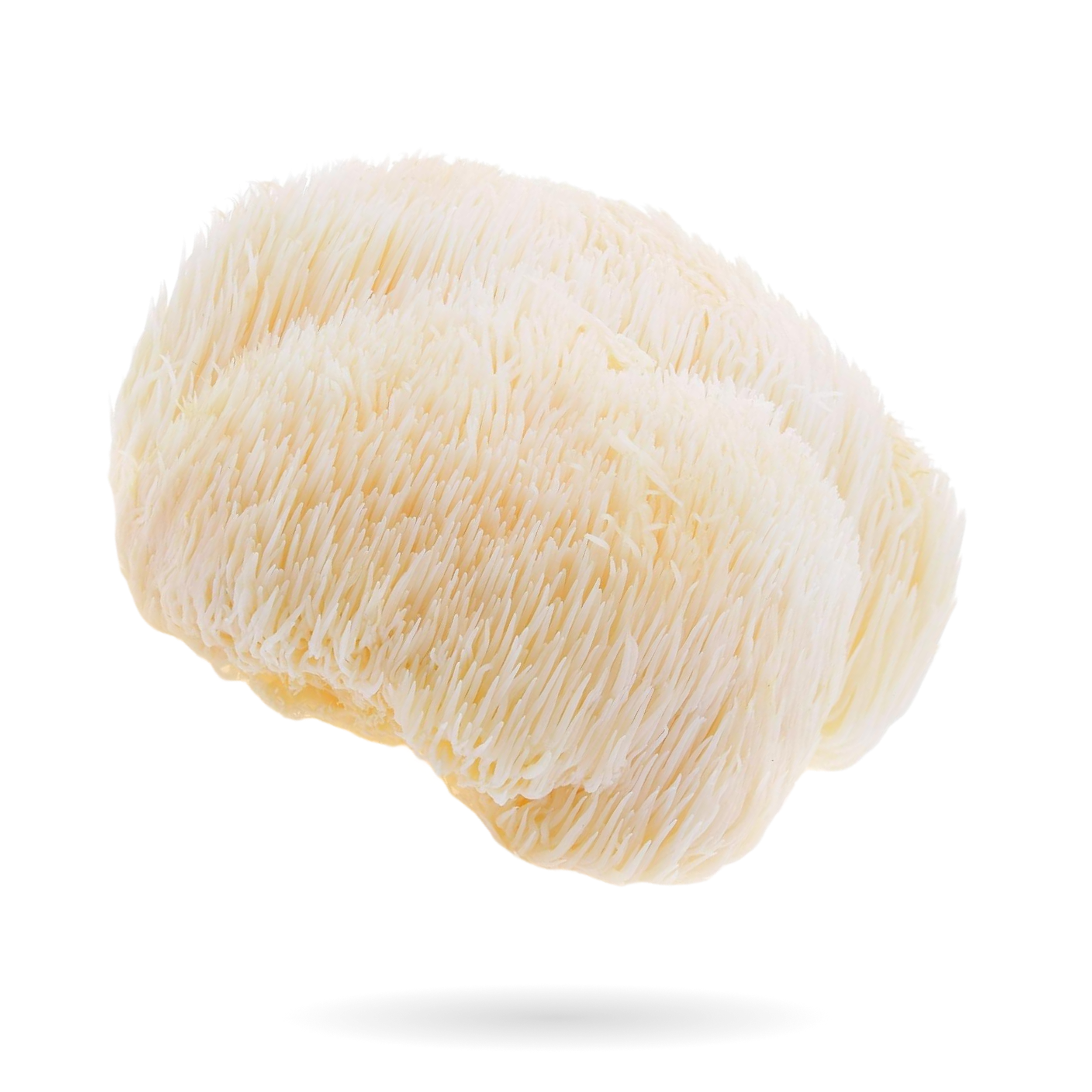 LION’S MANE