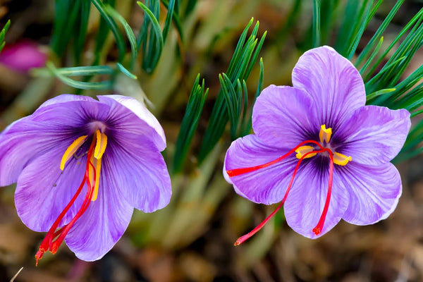 Saffron - You Can't Believe the Benefits!