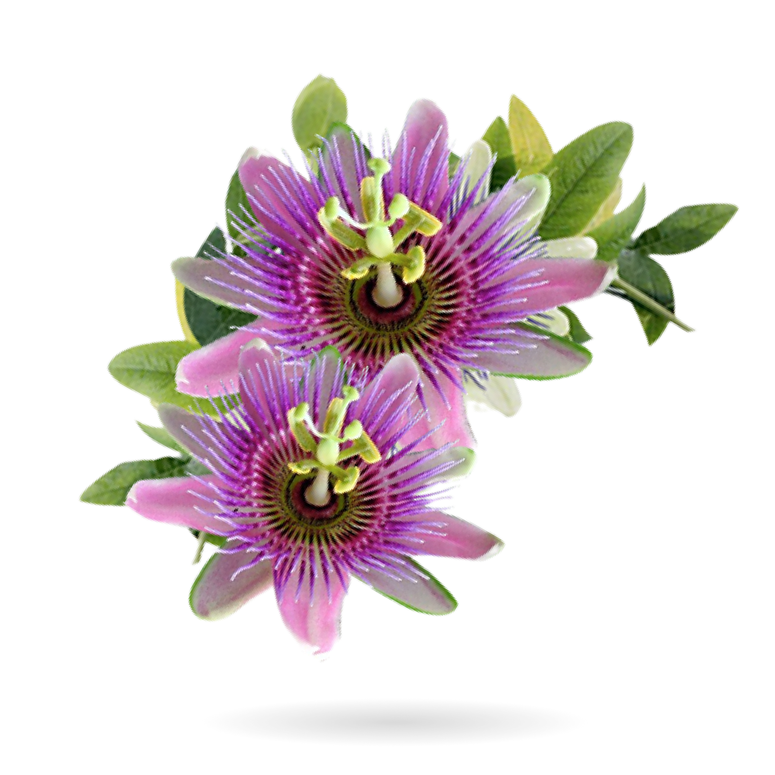 PASSIONFLOWER