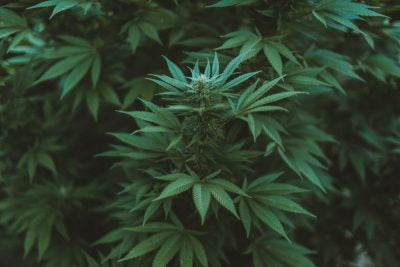 13 Interesting Facts About Cannabis