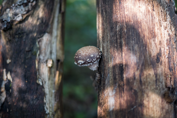 Fungi 101: Shiitake Mushroom