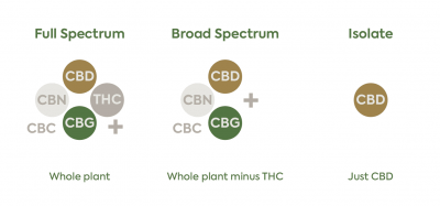 Full Spectrum CBD vs. CBD Isolate