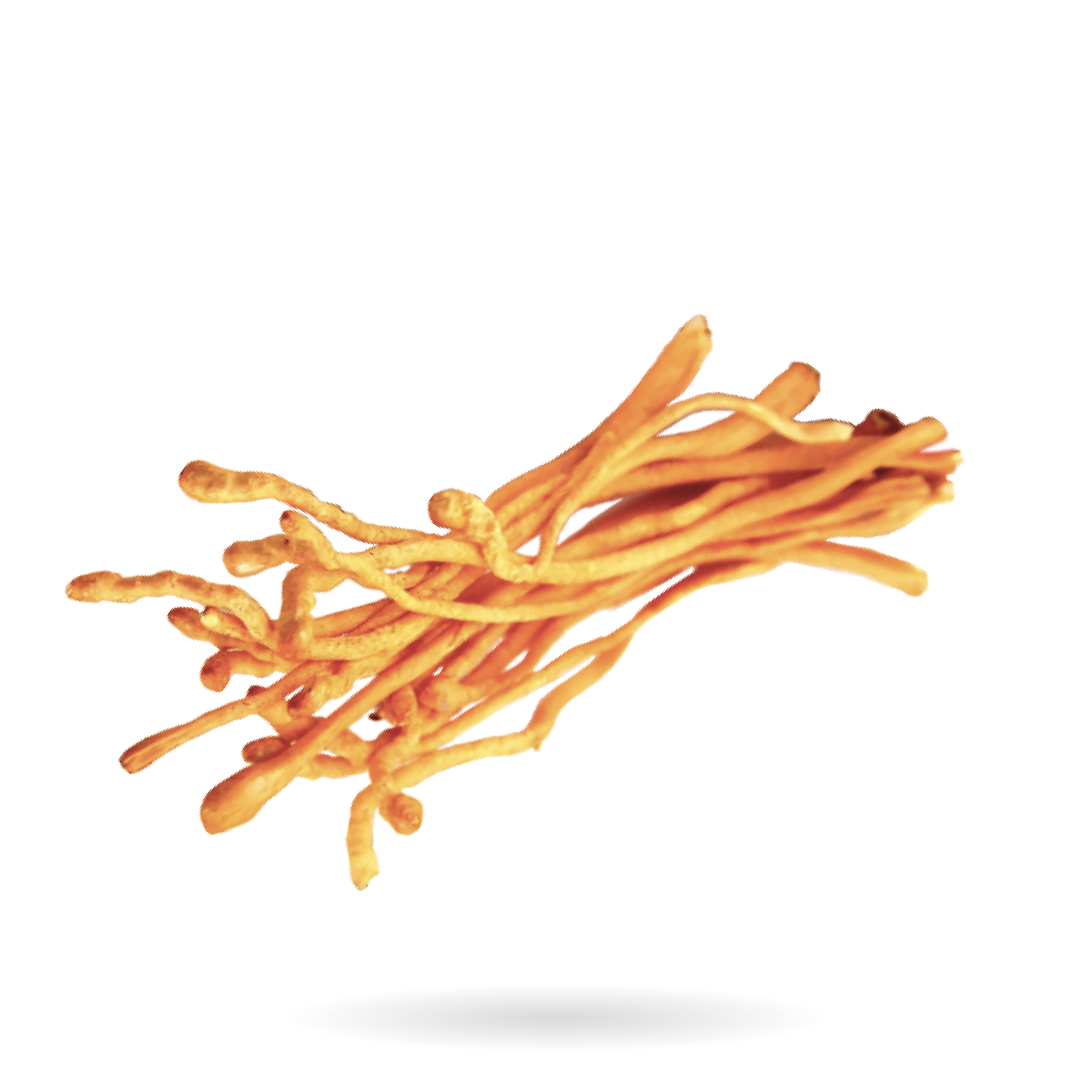 CORDYCEPS