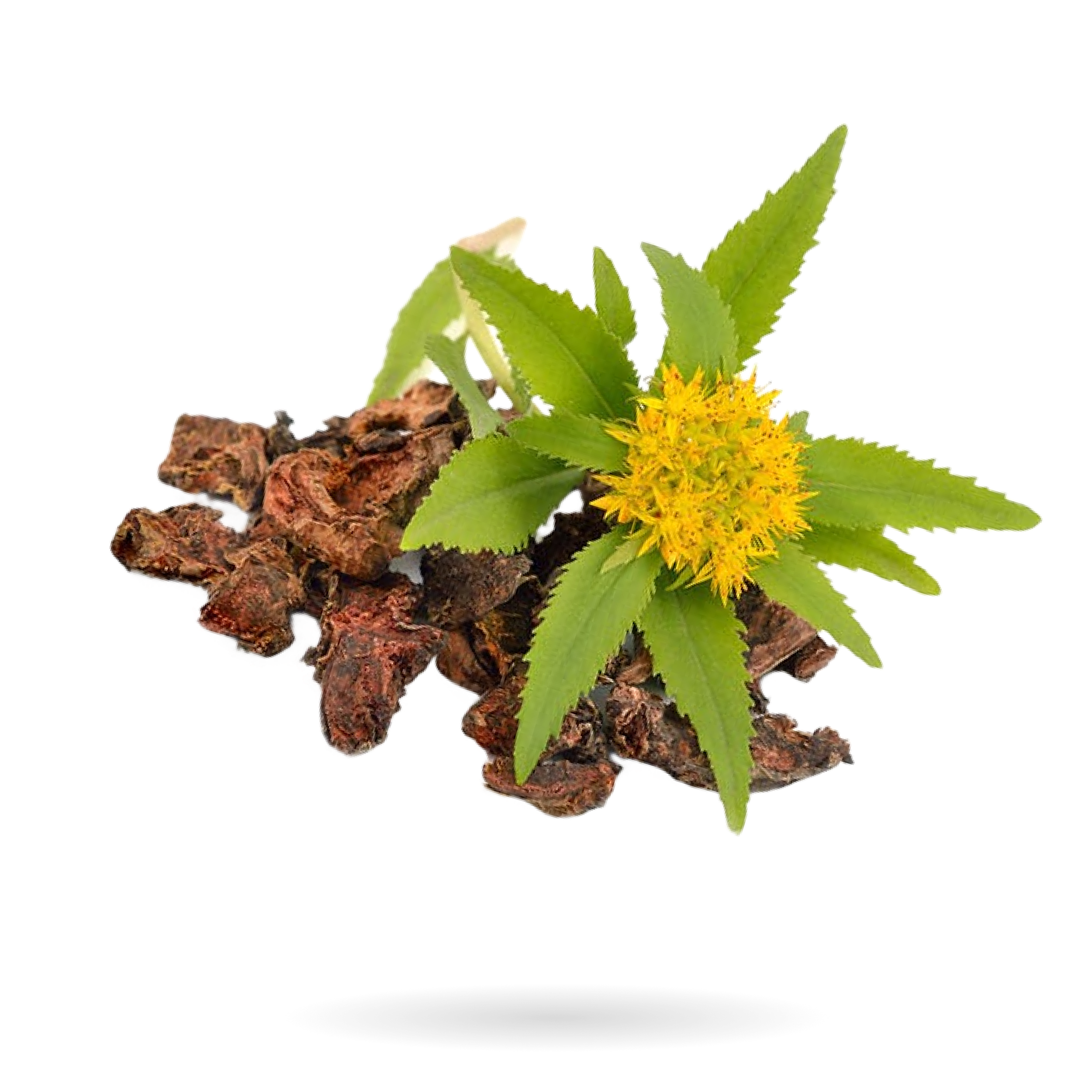 RHODIOLA