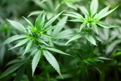 What is Cannabinol? CBN Oil Benefits and Uses-Plant People