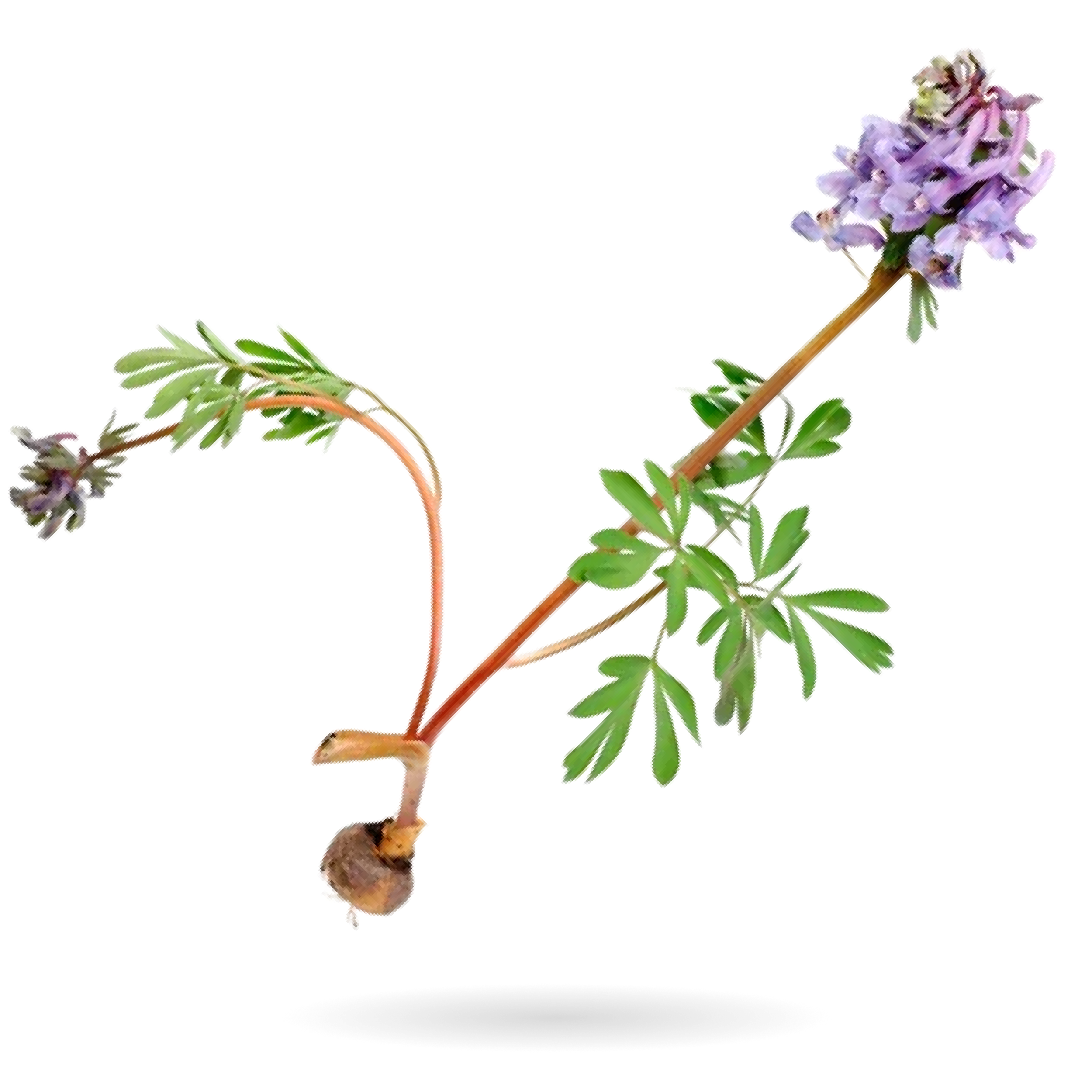 CORYDALIS