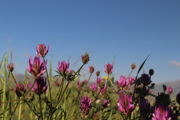 8 Incredible Health Benefits of Astragalus