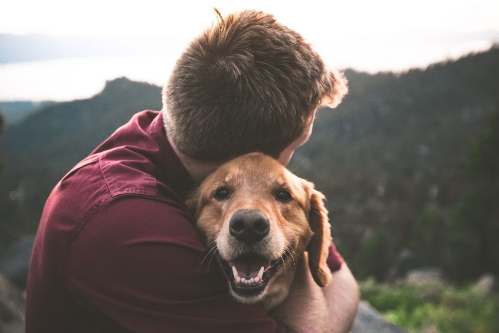 CBD Oil for Pets - Advice from a Veterinarian