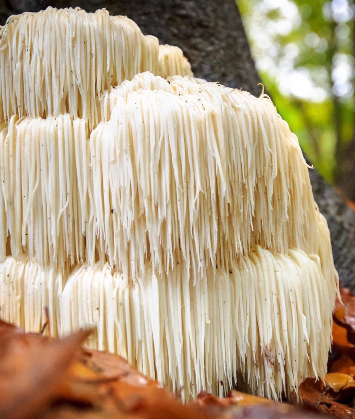 Fungi 101: Lion's Mane Mushroom