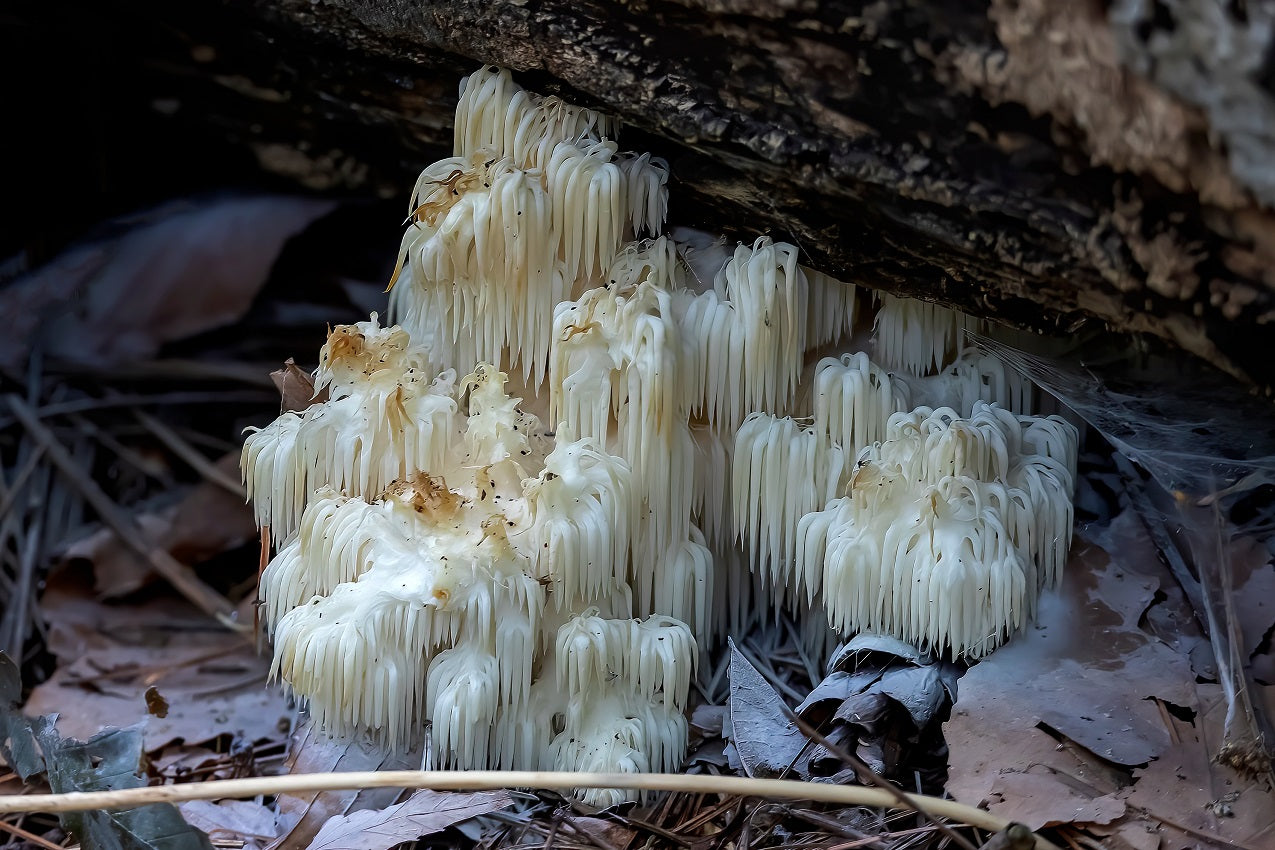 Lion's mane mushroom growing on a dead tree