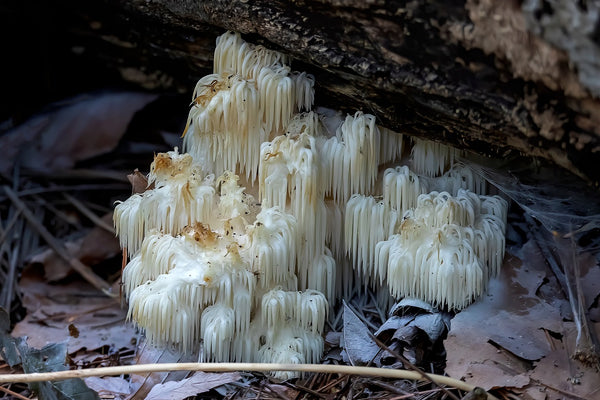 8 Lion’s Mane Health Benefits