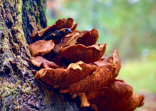 Fungi 101: Reishi Mushroom