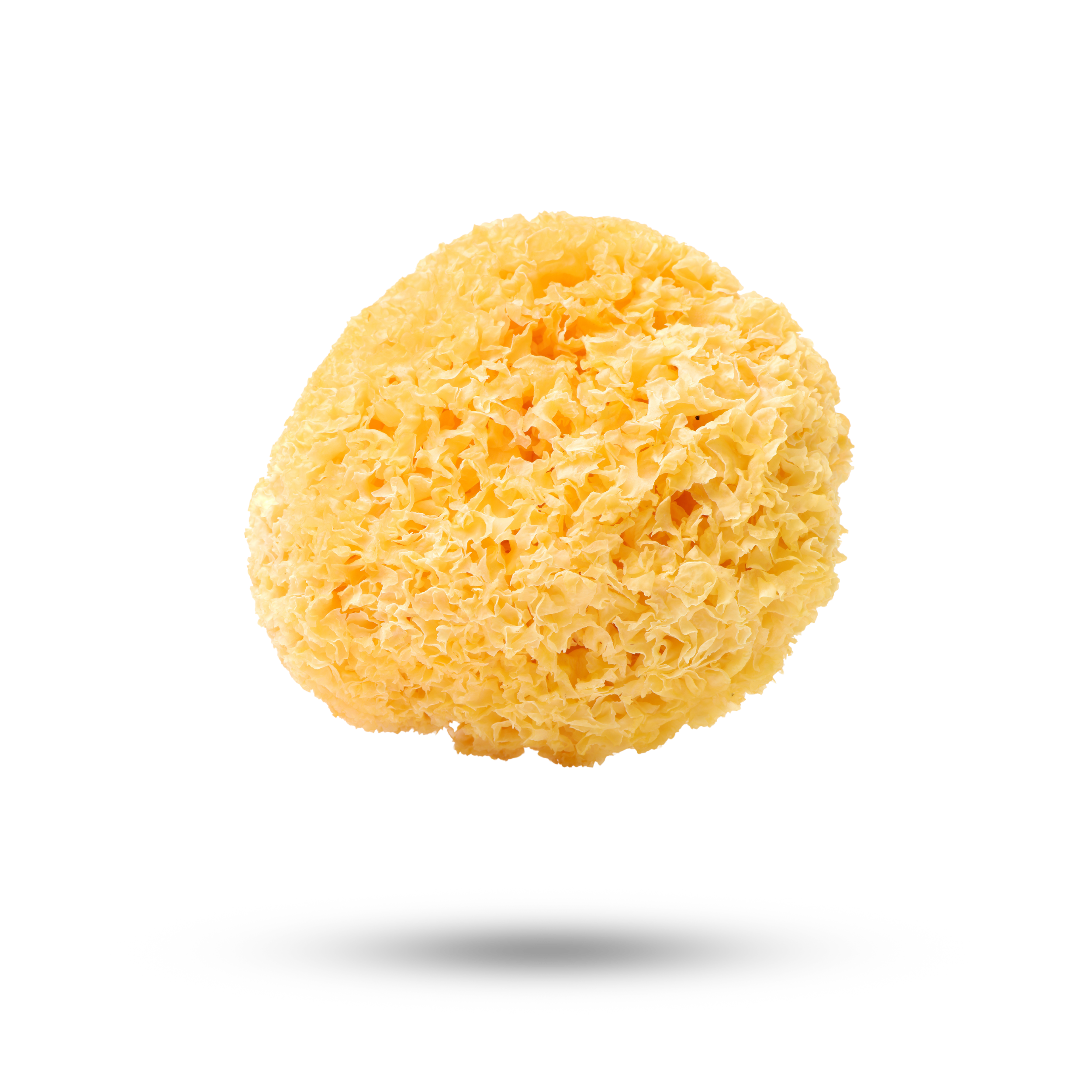 TREMELLA MUSHROOM