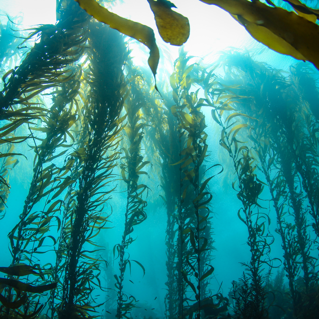 Kelp Forests: Unsung Hero for Combatting Climate Change, in partnership with Akua