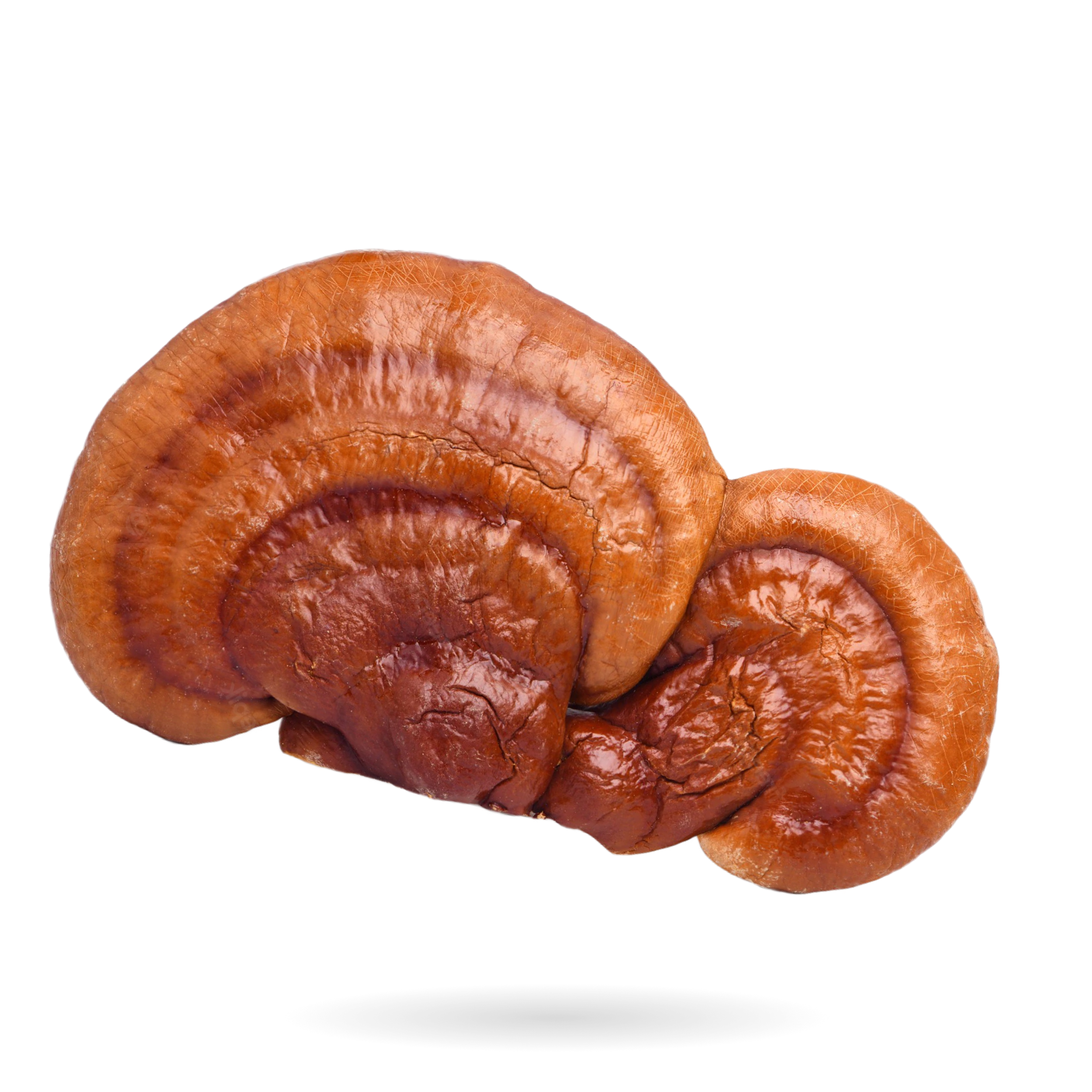 REISHI