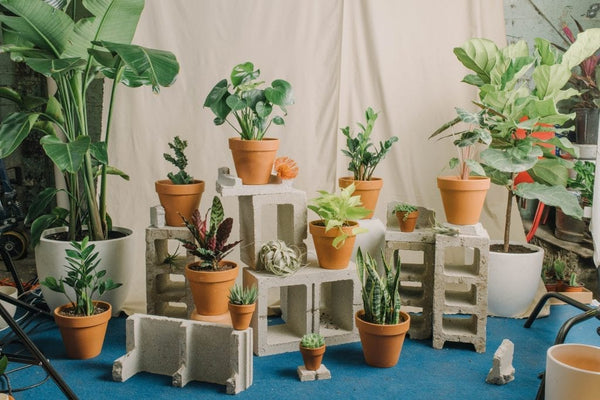 Brands We Love: Rooted