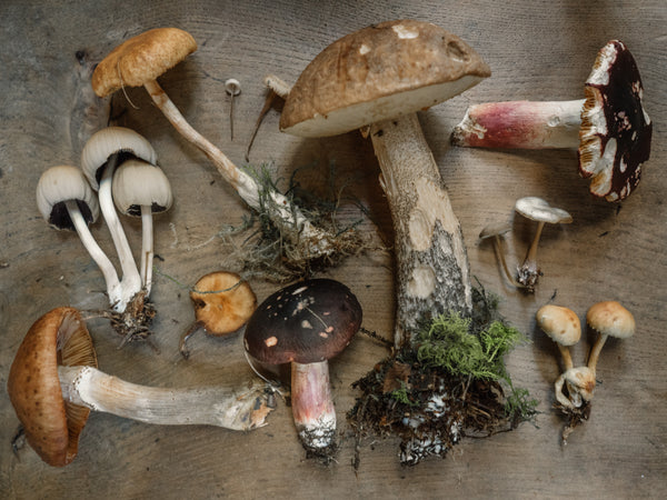 Top 10 Benefits of Mushroom Supplements