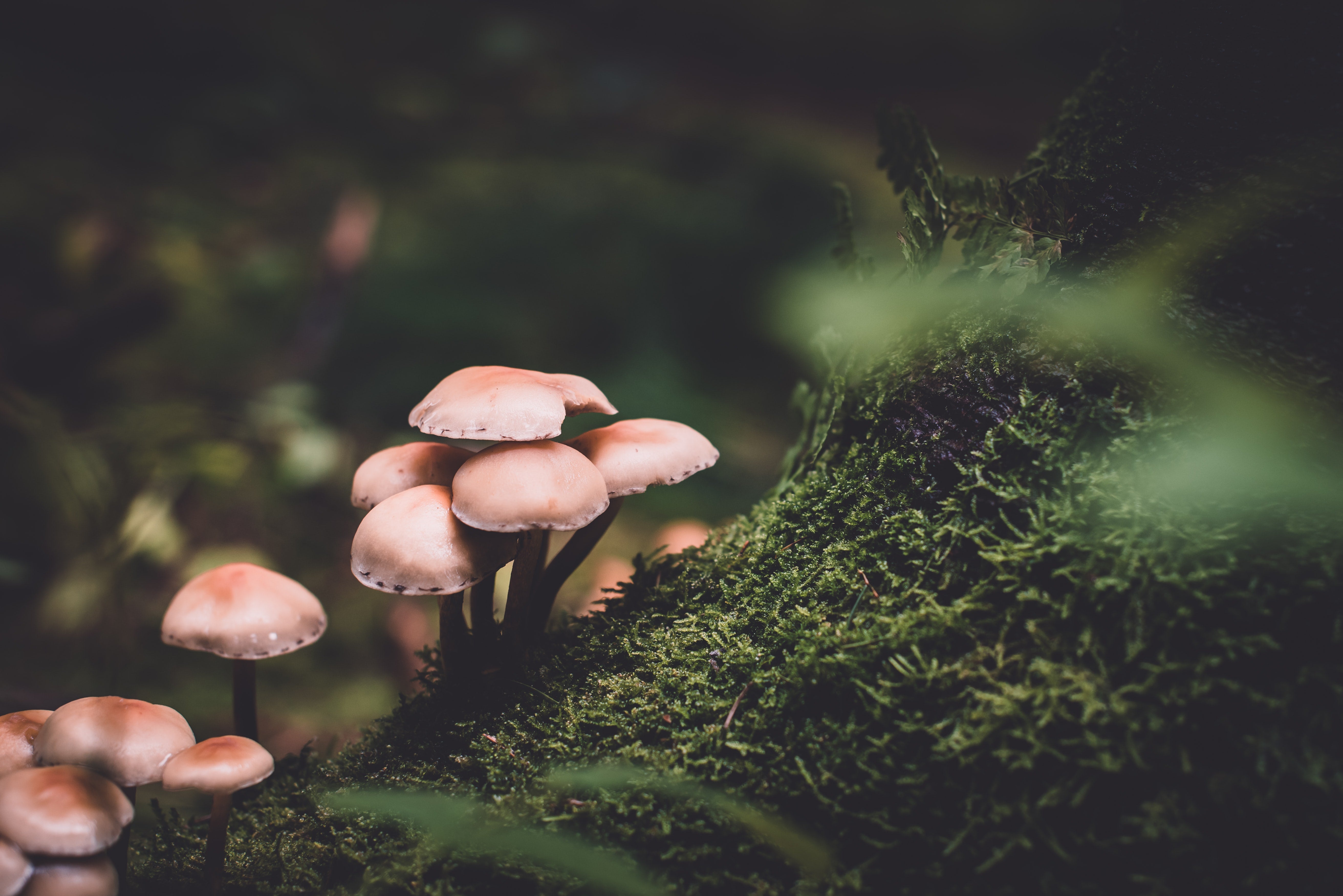 6 Mushrooms that Boost Your Immune System