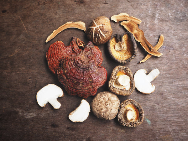 10 Incredible Reishi Mushroom Benefits