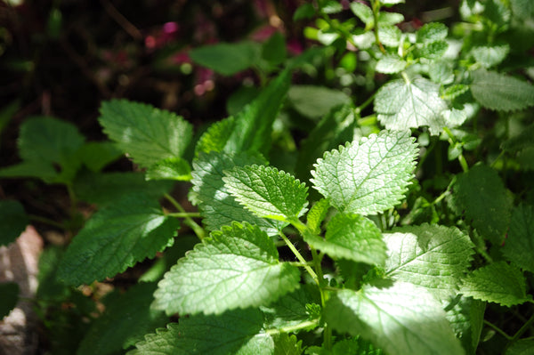 7 Incredible Herbs for Kicking the Common Cold